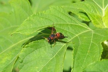 Red tropical wasp on green leaf in Florida nature