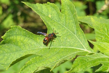 Tropical wasp on green leaf in Florida nature, closeup