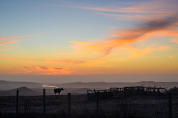 sunset over the cow