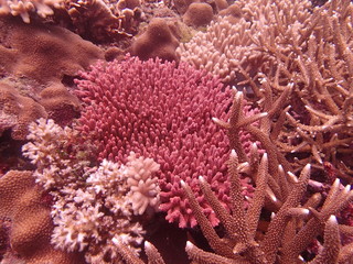 Beautiful coral found at coral reef area at Tioman island, Malaysia