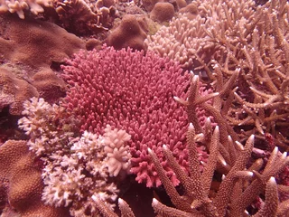 Tuinposter Prachtig koraal gevonden in het koraalrifgebied op het eiland Tioman, Maleisië © MuhammadHamizan