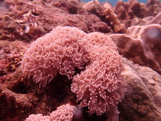 Beautiful coral found at coral reef area at Tioman island, Malaysia