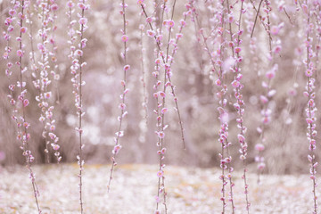 Weeping Plum Blossom in pink background from Jonangu Shrine (Jonan-gu) garden in Kyoto, Japan.