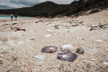 Close up of beautiful shells on the sandy beach