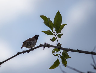 Portrait of a Bird