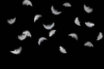 Soft white feathers floating in the air, black background