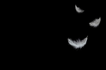 Soft white feather floating in the air, isolated on black background with copy space