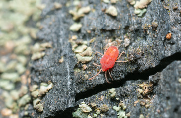 Mite on burnt pine wood photographed with high magnification