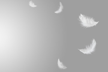Soft white feathers floating in the air, grey background with copy space