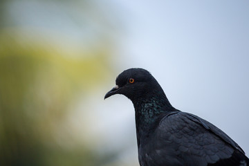 Portrait of a Bird