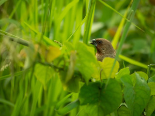Asian warbler bird or Asian warbler (Acrocephalus scirpaceus)