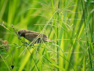 Asian warbler bird or Asian warbler (Acrocephalus scirpaceus)