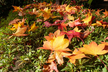 詩仙堂の紅葉 / Shisendo