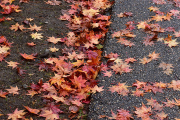 道路に落ちるモミジ