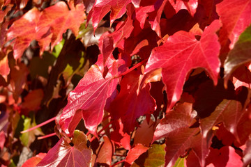 つやつやしたアイビーの赤い葉