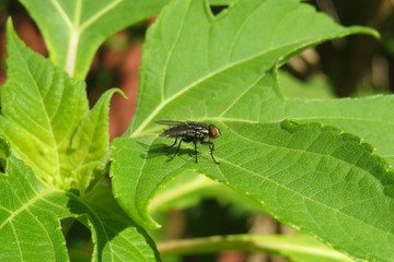 Fly on green leaf in Florida nature, closeup