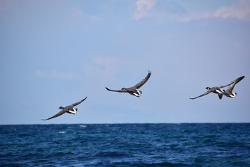 Fototapeta na wymiar 海面を低く飛ぶコクガンの群れ