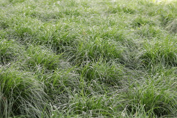 grass in the wind