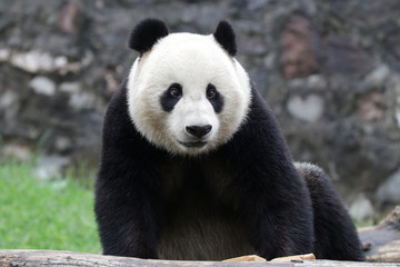 Obraz na płótnie Canvas American Born Panda, Xiao Li Wu, China