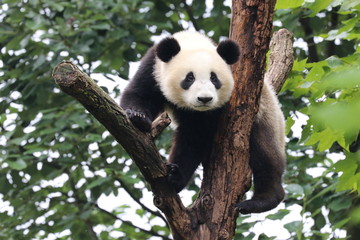 Fototapeta na wymiar Little Panda Cub on the Tree, China