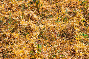 Dodder Genus Cuscuta is The parasite wraps