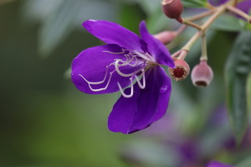 Close up Purple Flower, Tibouchina urvilleana in the Park