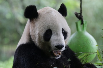 Close up American Born Panda, Tai Shan, Wolong, Panda Paradise, China