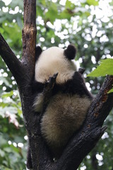 Obraz premium Close up Furry Back of Little Panda , sitting on a Tree