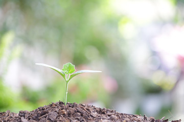 small growing green plant with sunlight bokeh