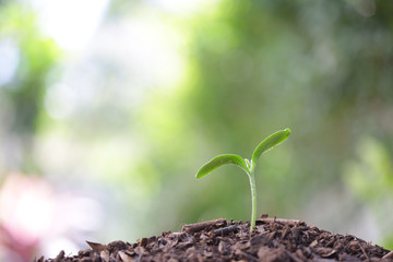 small growing green plant with sunlight bokeh