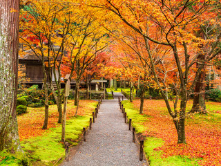 Fototapeta premium 秋の京都 三千院