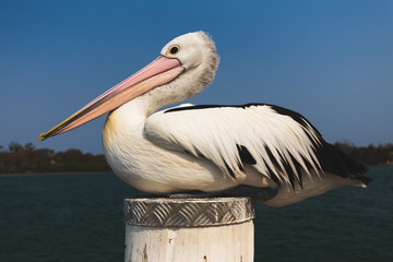 Close up of pelican resting on jetty pylon by river in Australia