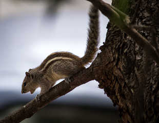Portrait of a Squirrel