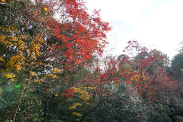 詩仙堂の紅葉 / Shisendo