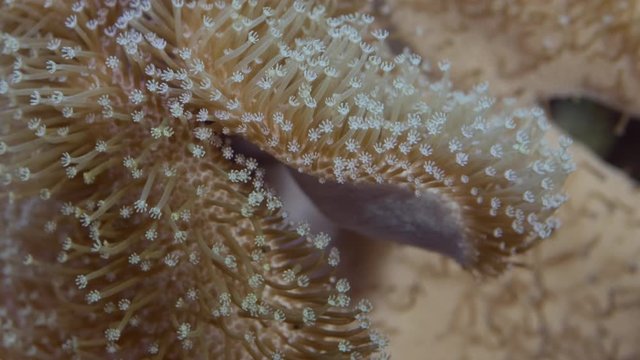 Close-up of soft corals polyps Leather Soft Mushroom (Sarcophyton glaucum). Macro 1:1. 4K / 50fps, underwater shots