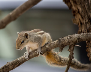 Portrait of a Squirrel