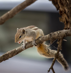 Portrait of a Squirrel