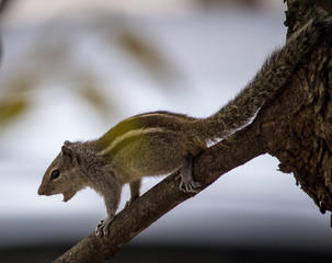 Portrait of a Squirrel