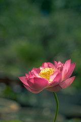 Portrait shot of an Isolated pink lotus flower in green background 