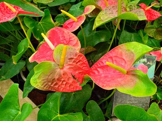 flower in the garden