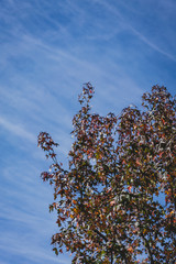 autumn leaves against blue sky