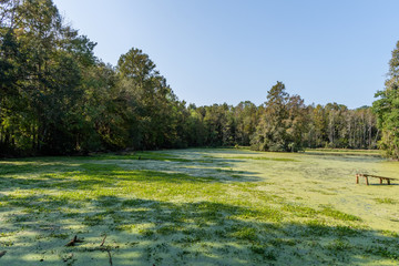 Scenic South Carolina swamp vista at a historic plantation near Charleston