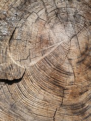 Naklejka premium Annual rings on log, stump or trunk of old tree. Detailed close-up photo of natural wooden texture and pattern of concentric lines. 