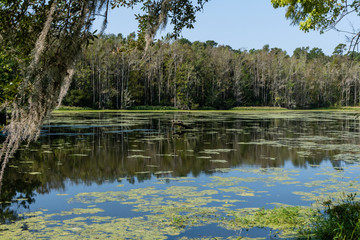 Fototapeta na wymiar Scenic South Carolina swamp vista at a historic plantation near Charleston
