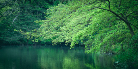 Maple of Kyoto Botanical Garden during the spring in Kyoto, Japan.