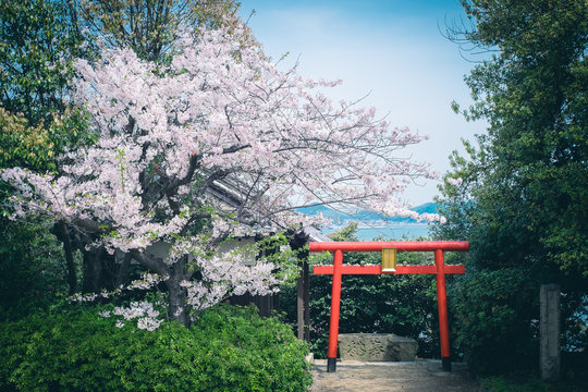 Cherry Blossom with Torii at Tomonoura in Fukuyama City, Hiroshima, Japan.