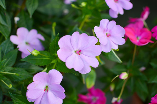 Impatiens walleriana pink flowers