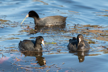 Amercian Coots in the water