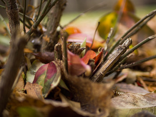 leaf atbase of bush