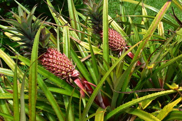 Colored pineapple plants with fruits.
